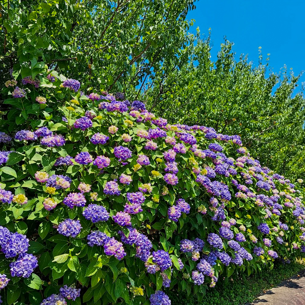 桂昌寺、あじさい、6月夏の花、岐阜県郡上市の観光・撮影スポットの名所