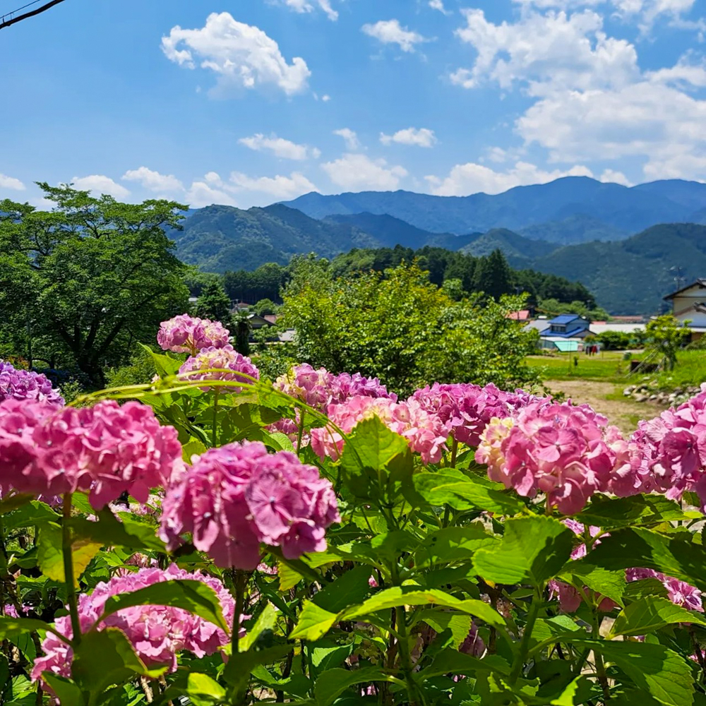 桂昌寺、あじさい、6月夏の花、岐阜県郡上市の観光・撮影スポットの名所