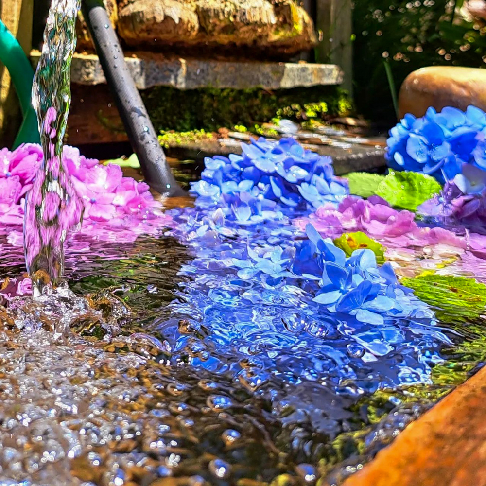 桂昌寺、花手水舎、あじさい、6月夏の花、岐阜県郡上市の観光・撮影スポットの名所