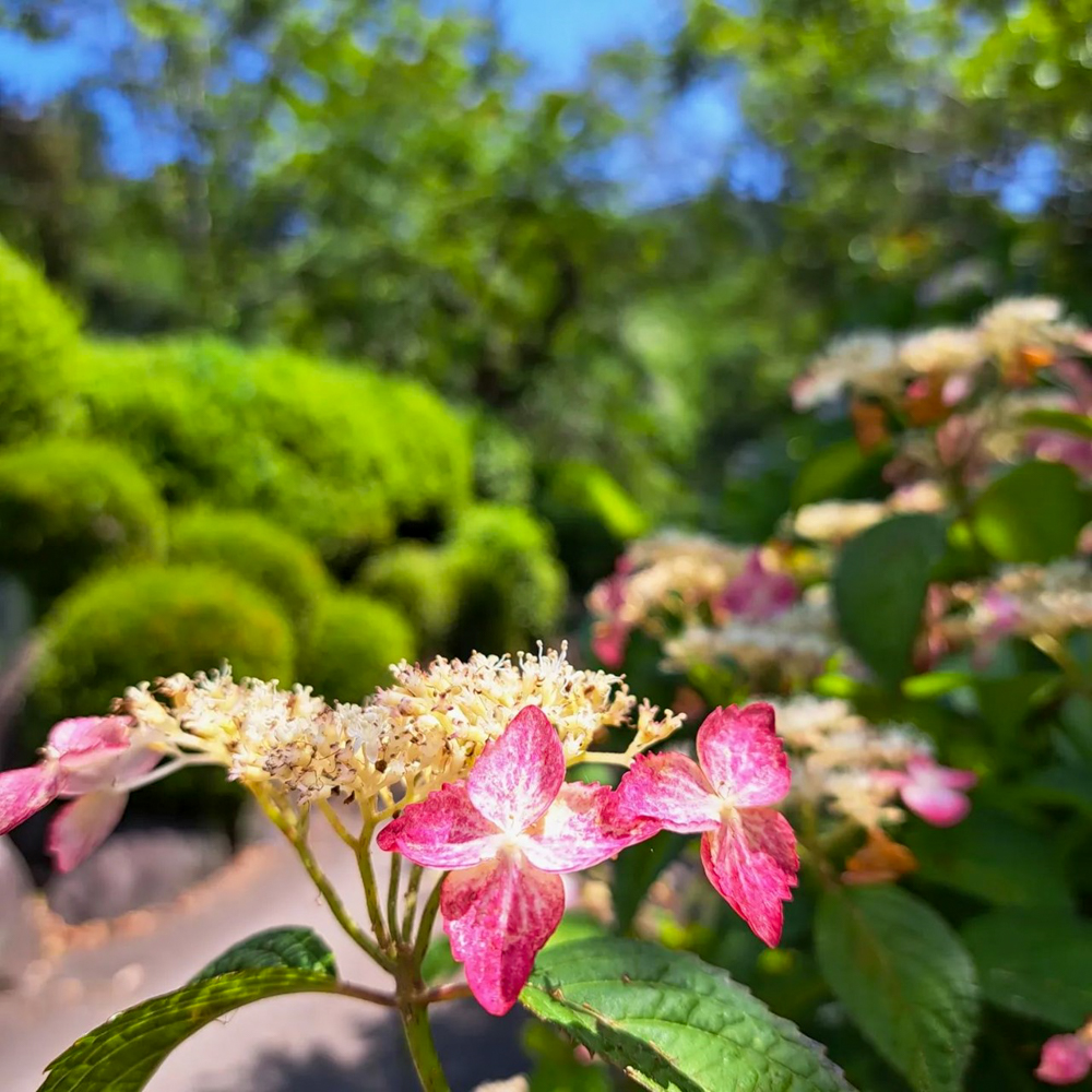 桂昌寺、あじさい、6月夏の花、岐阜県郡上市の観光・撮影スポットの名所