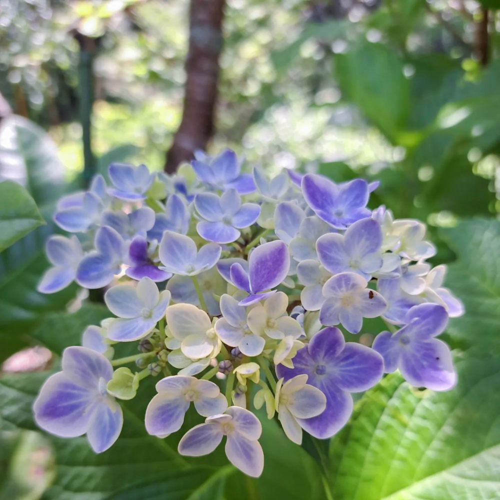 桂昌寺、あじさい、6月夏の花、岐阜県郡上市の観光・撮影スポットの名所