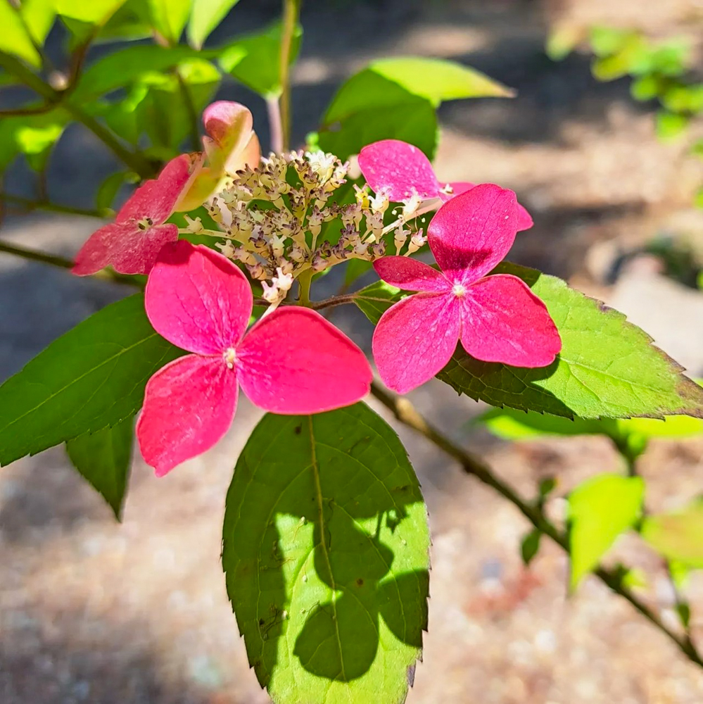 桂昌寺、あじさい、6月夏の花、岐阜県郡上市の観光・撮影スポットの名所