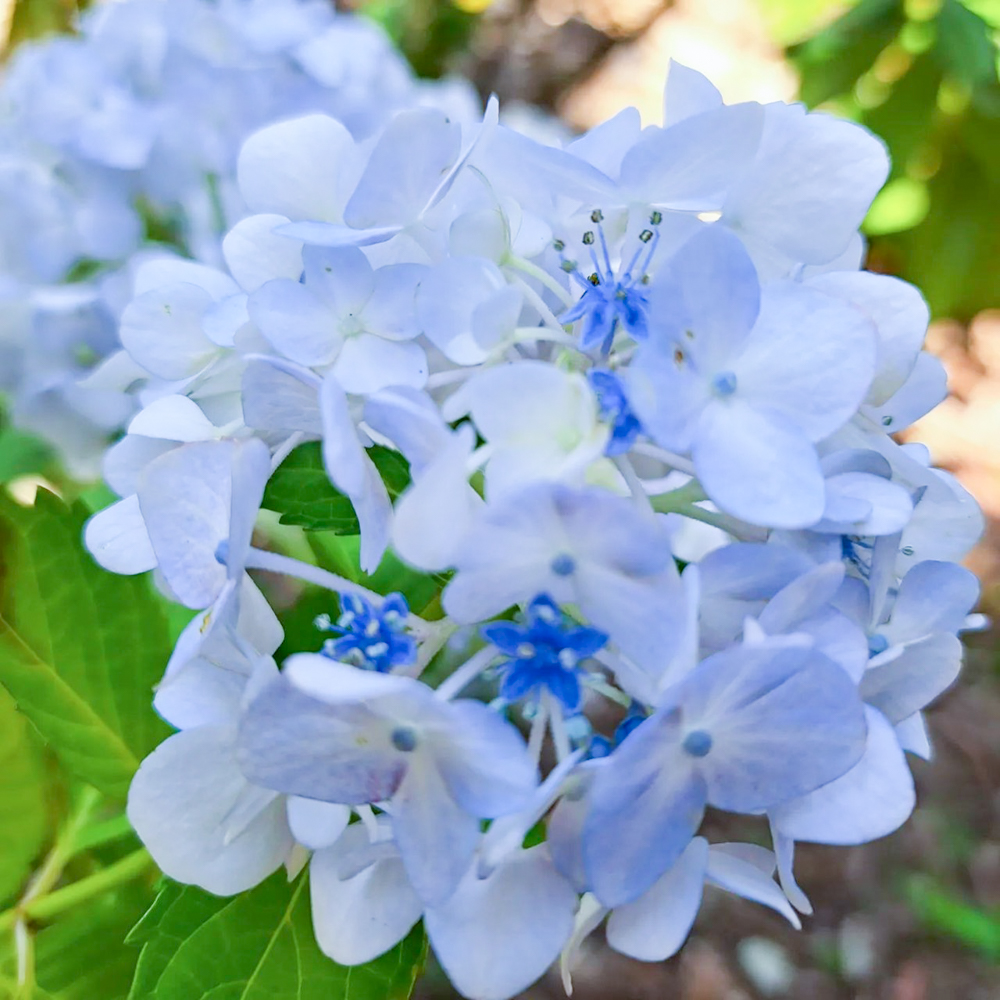 桂昌寺、あじさい、6月夏の花、岐阜県郡上市の観光・撮影スポットの名所