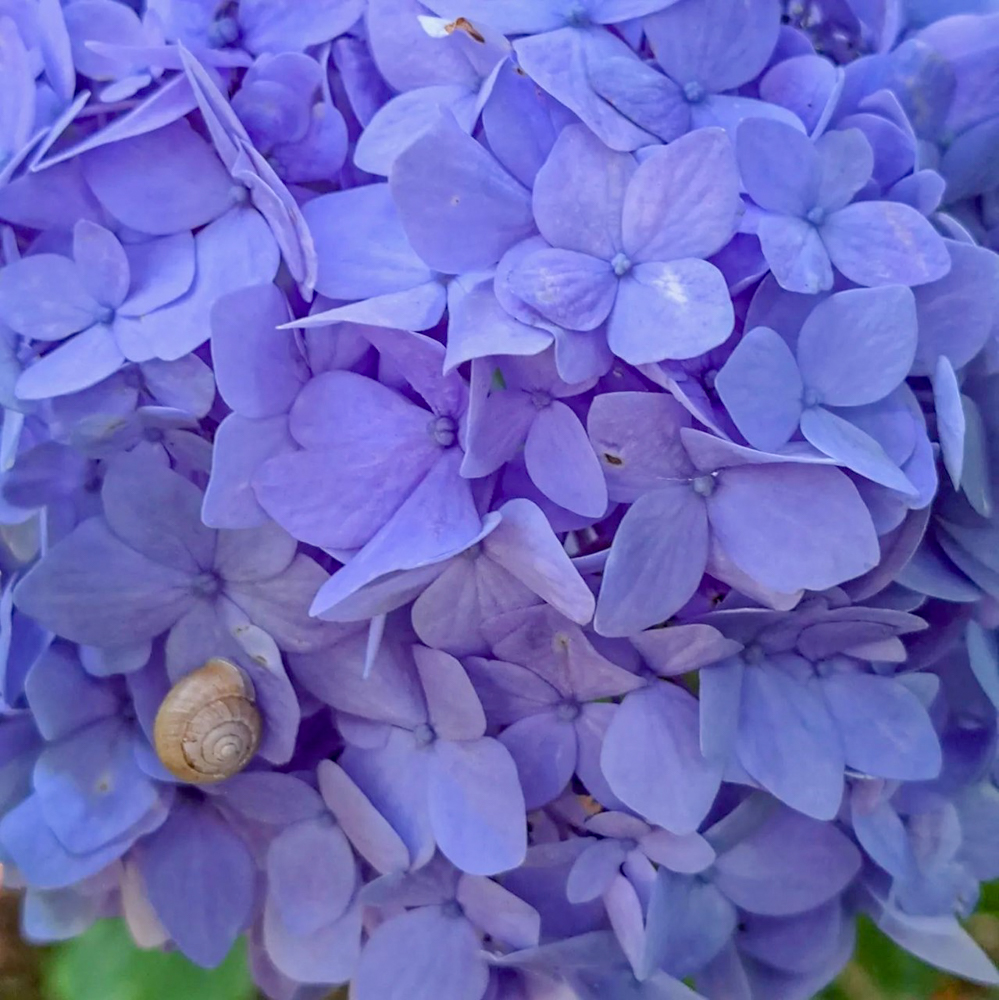 桂昌寺、あじさい、6月夏の花、岐阜県郡上市の観光・撮影スポットの名所