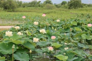 船頭平河川公園、ハス　7月夏の花、愛知県愛西市の観光・撮影スポットの画像と写真