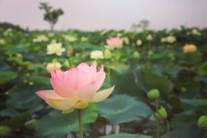 船頭平河川公園、ハス　7月夏の花、愛知県愛西市の観光・撮影スポットの画像と写真