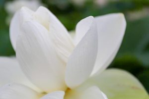 船頭平河川公園、ハス　7月夏の花、愛知県愛西市の観光・撮影スポットの画像と写真