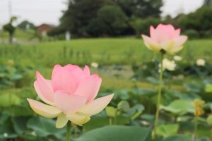 船頭平河川公園、ハス　7月夏の花、愛知県愛西市の観光・撮影スポットの画像と写真