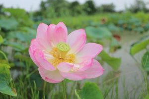 船頭平河川公園、ハス　7月夏の花、愛知県愛西市の観光・撮影スポットの画像と写真