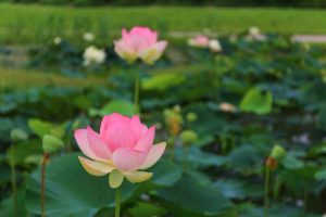 船頭平河川公園、ハス　7月夏の花、愛知県愛西市の観光・撮影スポットの画像と写真　ハス　7月　夏の花　愛知県愛西市の観光・撮影スポットの画像と写真