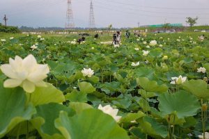 船頭平河川公園、ハス　7月夏の花、愛知県愛西市の観光・撮影スポットの画像と写真