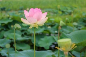 船頭平河川公園、ハス　7月夏の花、愛知県愛西市の観光・撮影スポットの画像と写真