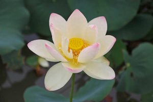 船頭平河川公園、ハス　7月夏の花、愛知県愛西市の観光・撮影スポットの画像と写真園　ハス　7月　夏の花　愛知県愛西市の観光・撮影スポットの画像と写真