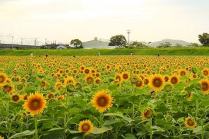 大垣ひまわり畑　新幹線　8月　夏の花　岐阜県大垣市の観光・撮影スポットの画像と写真