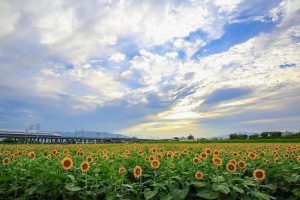 大垣ひまわり畑　新幹線　8月　夏の花　岐阜県大垣市の観光・撮影スポットの画像と写真
