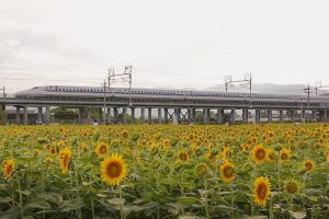 大垣ひまわり畑　新幹線　8月　夏の花　岐阜県大垣市の観光・撮影スポットの画像と写真