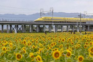 大垣ひまわり畑　ドクターイエロー　新幹線　8月　夏の花　岐阜県大垣市の観光・撮影スポットの画像と写真