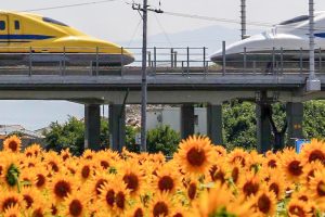 大垣ひまわり畑　ドクターイエロー　新幹線　8月　夏の花　岐阜県大垣市の観光・撮影スポットの画像と写真