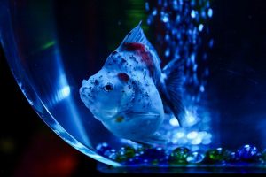 アートアクアリウム　名古屋市中区の観光・撮影スポットの画像と写真