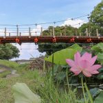 三ツ又公園　ハス　夏の花　7月　春日井市の観光・撮影スポットの画像と写真