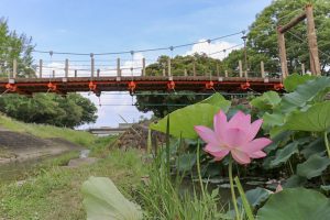 三ツ又公園　ハス　夏の花　7月　春日井市の観光・撮影スポットの画像と写真