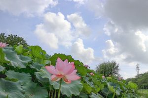 三ツ又公園　ハス　夏の花　7月　春日井市の観光・撮影スポットの画像と写真