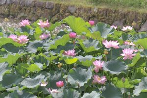 三ツ又公園　ハス　夏の花　7月　春日井市の観光・撮影スポットの画像と写真