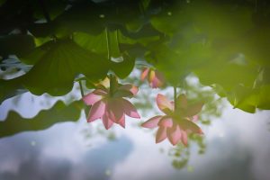 三ツ又公園　ハス　夏の花　7月　春日井市の観光・撮影スポットの画像と写真