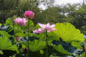 三ツ又公園　ハス　夏の花　7月　春日井市の観光・撮影スポットの画像と写真