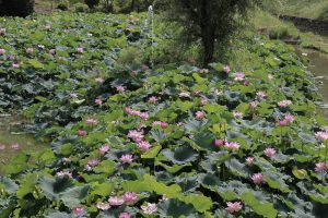 三ツ又公園　ハス　夏の花　7月　春日井市の観光・撮影スポットの画像と写真