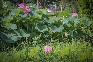 三ツ又公園　ハス　夏の花　7月　春日井市の観光・撮影スポットの画像と写真