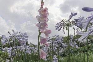 三ツ又公園、7月夏の花、春日井市の観光・撮影スポットの画像と写真