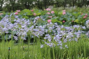 三ツ又公園　アガパンサス　夏の花　7月　春日井市の観光・撮影スポットの画像と写真