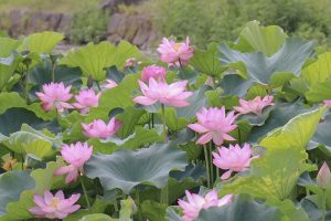 三ツ又公園　ハス　夏の花　7月　春日井市の観光・撮影スポットの画像と写真