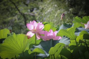 三ツ又公園　ハス　夏の花　7月　春日井市の観光・撮影スポットの画像と写真