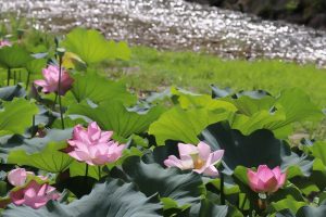 三ツ又公園　ハス　夏の花　7月　春日井市の観光・撮影スポットの画像と写真