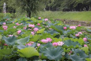 三ツ又公園　ハス　夏の花　7月　春日井市の観光・撮影スポットの画像と写真