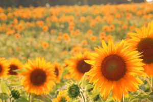 愛知牧場　ひまわり　夕日　夏の花　7月　8月　愛知県日進市の観光・撮影スポットの画像と写真