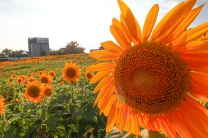 愛知牧場　ひまわり　夕日　夏の花　7月　8月　愛知県日進市の観光・撮影スポットの画像と写真