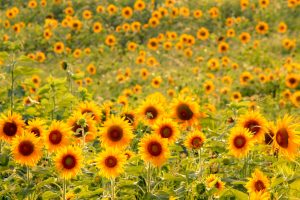 愛知牧場　ひまわり　夕日　夏の花　7月　8月　愛知県日進市の観光・撮影スポットの画像と写真