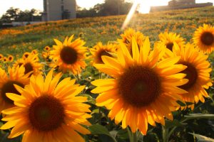 愛知牧場　ひまわり　夕日　夏の花　7月　8月　愛知県日進市の観光・撮影スポットの画像と写真