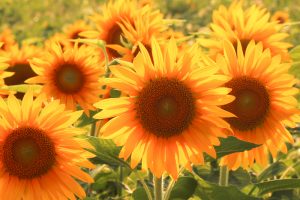 愛知牧場　ひまわり　夕日　夏の花　7月　8月　愛知県日進市の観光・撮影スポットの画像と写真