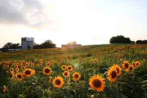 愛知牧場　ひまわり　夕日　夏の花　7月　8月　愛知県日進市の観光・撮影スポットの画像と写真