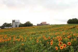 愛知牧場　ひまわり　夕日　夏の花　7月　8月　愛知県日進市の観光・撮影スポットの画像と写真