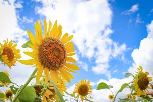 いちのえだ田園フラワー　ひまわり　7月　夏の花　岐阜県羽島市の観光・撮影スポットの画像と写真