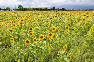 いちのえだ田園フラワー　ひまわり　7月　夏の花　岐阜県羽島市の観光・撮影スポットの画像と写真
