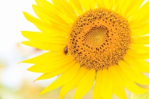いちのえだ田園フラワー　ひまわり　7月　夏の花　岐阜県羽島市の観光・撮影スポットの画像と写真