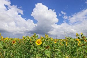 いちのえだ田園フラワー　ひまわり　7月　夏の花　岐阜県羽島市の観光・撮影スポットの画像と写真