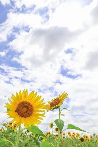 いちのえだ田園フラワー　ひまわり　7月　夏の花　岐阜県羽島市の観光・撮影スポットの画像と写真