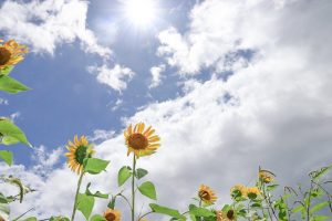 いちのえだ田園フラワー　ひまわり　7月　夏の花　岐阜県羽島市の観光・撮影スポットの画像と写真